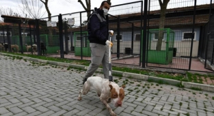 Sahipsiz ve yasaklı köpekler barınakta koruma altında