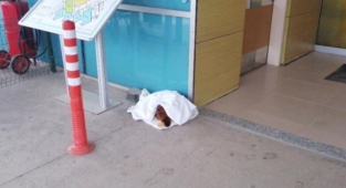 Soğuktan titreyen yavru köpeğe sağlıkçı şefkati