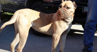 Yasaklı köpek ırkları için son güne girildi