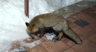 Kapılarına kadar gelen tilkiyi beslediler