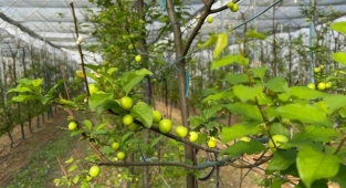 Kış ortasında Bursa'da erik hasadı...