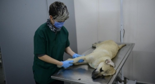 Otomobil çarpması sonucu yaralanan köpek hayata tutundu