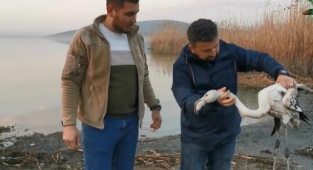 Ayağı kırılan flamingoyu kurtardılar