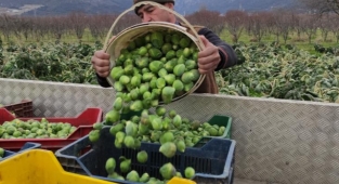Brüksel lahanası üreticinin yüzünü güldürdü