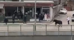 Bursa'da kaçan boğa ortalığı birbirine kattı