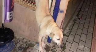 Demir parmaklıklara takılan köpeği itfaiye ekipleri kurtardı