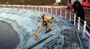 Göle düşen köpeği montuyla sararak ısıttı