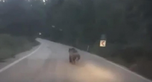 Köye inen ayıyı otomobille kovaladılar