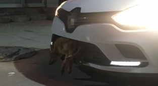 Otomobilin tamponuna çakal saplandı