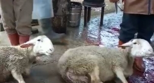 Savaş bitsin diye 40 koç kesti
