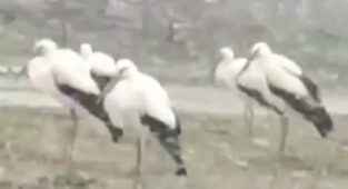 Soğukta üşüyen leylekler kamerada