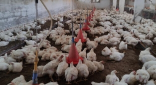 Üniversiteli köy tavukları