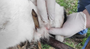 Bahçe demirlerine saplanan kedi kurtarıldı