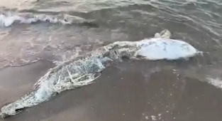 Bir ölü yunus balığı daha karaya vurdu