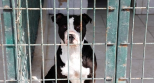 İnegöl Belediyesi’nden yasaklı ırk köpekler için çağrı
