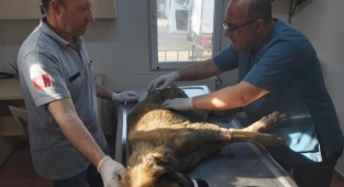 Köpeği çöplüğe attılar,feryadı mahalleyi sardı