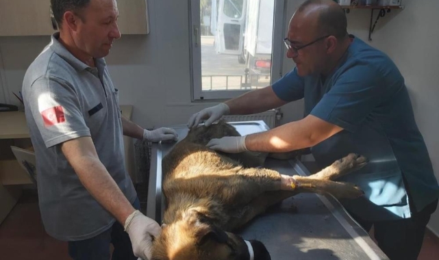 Köpeği çöplüğe attılar,feryadı mahalleyi sardı