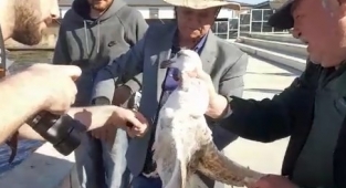 Oltaya takılan martıyı balıkçılar kurtardı