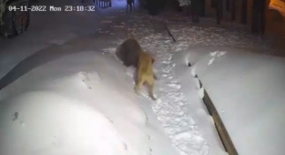 Uludağ’da ayı ile köpeğin boğuşması kameralarda