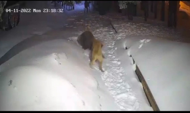 Uludağ’da ayı ile köpeğin boğuşması kameralarda