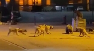 Uludağ’da ayıların köpekler ile kavgası kamerada