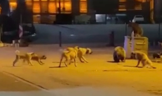 Uludağ’da ayıların köpekler ile kavgası kamerada