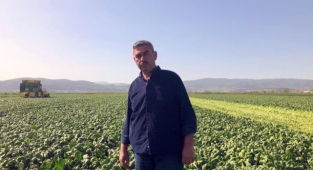 Avrupa’nın ıspanağı Bursa’dan gidiyor