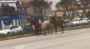 Başıboş atlar kazaya davetiye çıkardı