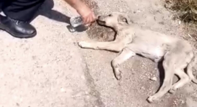 Bitkin düşen yavru köpeğe zabıta şevkati