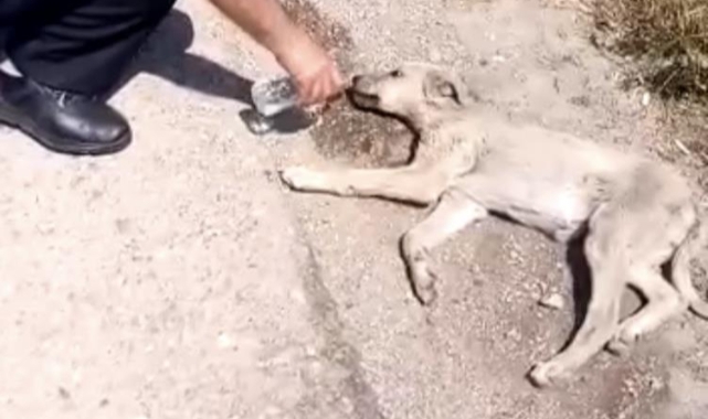 Bitkin düşen yavru köpeğe zabıta şevkati