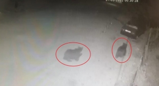 Bursa şehir merkezinde ayı paniği