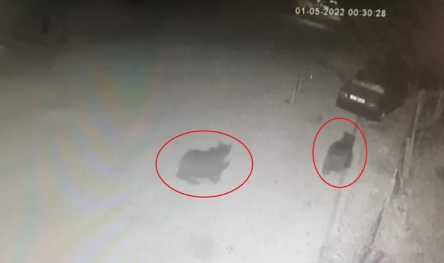 Bursa şehir merkezinde ayı paniği