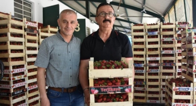 'Çilek köyü'nde hasat başladı; 5 ülkeye ihraç edilecek