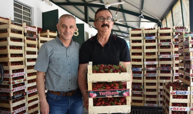 'Çilek köyü'nde hasat başladı; 5 ülkeye ihraç edilecek