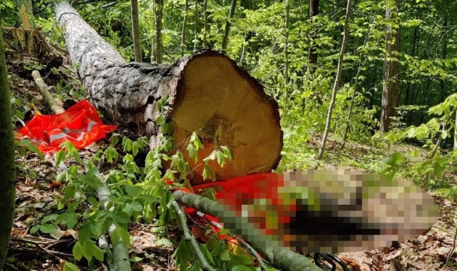 Devrilen ağacın altında kalan adam öldü
