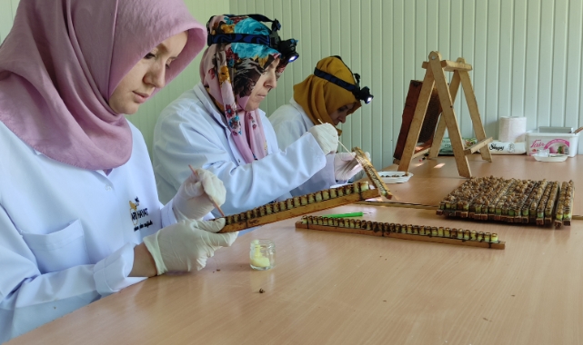 Gram gram sağım yapılan sütte hasat başladı
