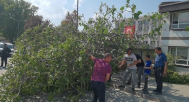 İncir ağacı lodos'a dayanamadı