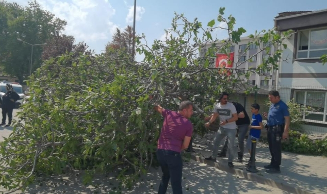 İncir ağacı lodos'a dayanamadı