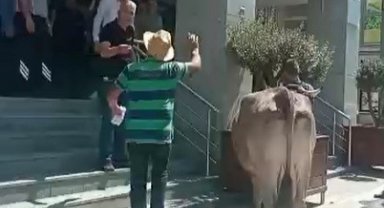 İnekleriyle belediyeyi bastı