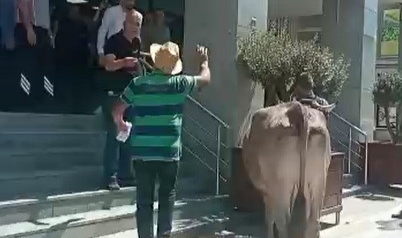 İnekleriyle belediyeyi bastı