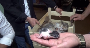 Kediden kıraathane içinde sürpriz doğum