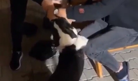 Köpeğe zorla alkol içirdiler!