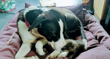 Minik kedi anne şefkatini köpekte buldu