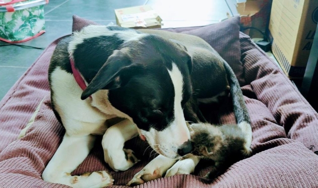Minik kedi anne şefkatini köpekte buldu