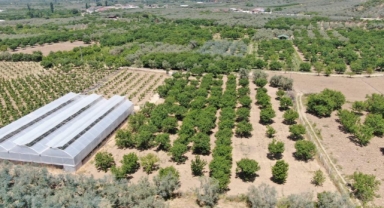 Papaz eriğinde bu yıl verim düşük