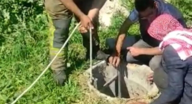 Rögara düşen küçükbaş hayvan için seferber oldular