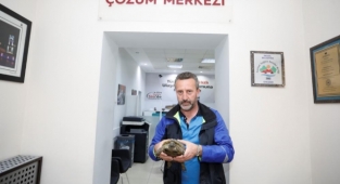 Şehir trafiğinde mahsur kalan kaplumbağa kurtarıldı