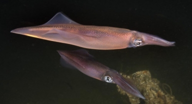 Sualtı zenginlikleri gün yüzüne çıkıyor