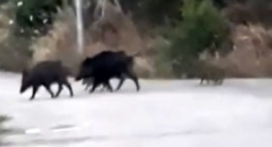 Aç kalan domuz sürüsü şehre indi