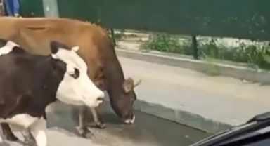 Ana yola inen inekler trafiği birbirine kattı